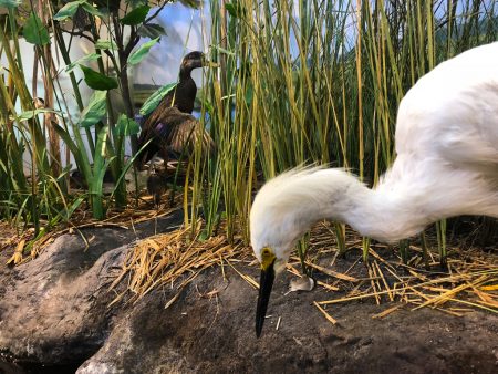 Wertheim National Wildlife Refuge display closup